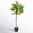 Artificial Potted Lemon Tree-834844414