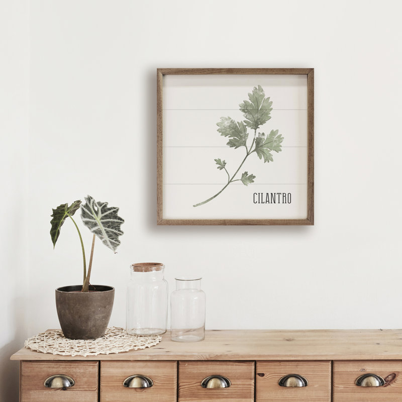 " Cilantro-01 "