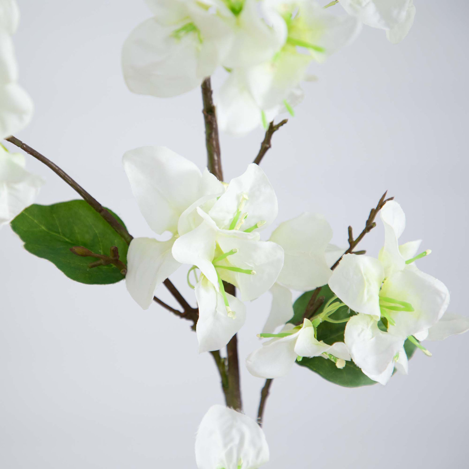 Bougainvillea Floral Stems, Cream