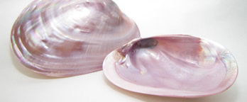 4" x 4" Authentic SeaShell Listello/Border Tile Tile Seamless Mosaic in Pink Shell