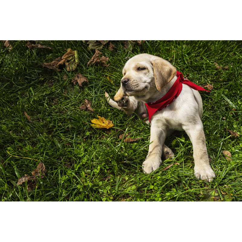 Yellow Labrador Puppy by Cmannphoto - Wrapped Canvas Print, 30cm H x 46cm W x 3.8cm D