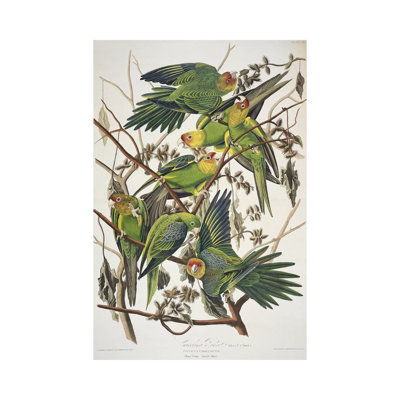 Carolina Parrot & Cuckle Burr by John James Audubon - Wrapped Canvas Gallery-Wrapped Canvas Giclée