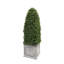 BULLET BOXWOOD IN A PLANTER