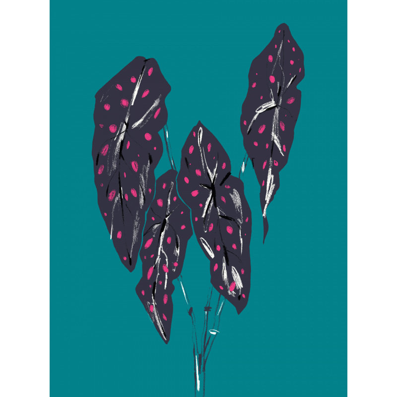 Begonia Maculata, 76.2 cm H x 50.8 cm W, Blue/Green
