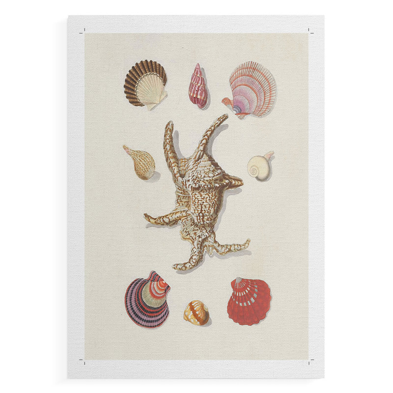 Knorr Shells & Coral II - Impression sur toile seulement - NON CADRE, H 27 po x l 18 po