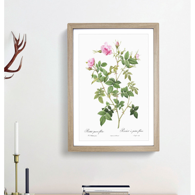 Wild Rose in Pink by Pierre-Joseph Redoute - Picture Frame Painting Print, 48cm H x 36cm W x 2cm D, Oak Framed