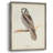 Canada Owl Framed Print - Solid Wood-1126300922