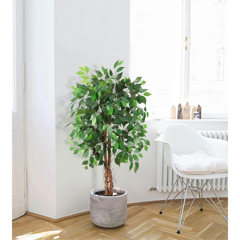 Plant, 47.24 cm x 19.69 cm