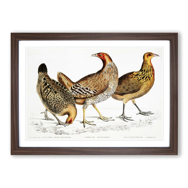 Illustration of Hens by John Edward Gray - Picture Frame Painting Print, 48cm H x 65cm W x 2cm D, Walnut Framed