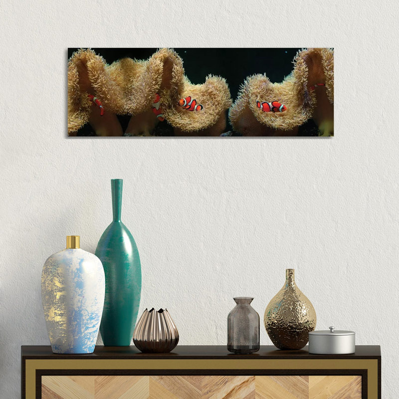 Clownfish Swimming Near Coral - Wrapped Canvas Panoramic Print, 30.48 cm H x 91.44 cm W x 3.175 cm D