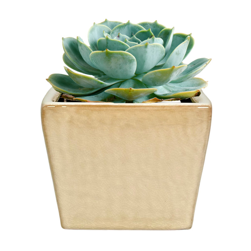 5" Ceramic Flower Planter, Ceramic Pot Planter, Plant Home Décor, White