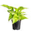 Live Golden Pothos Plant-49662251