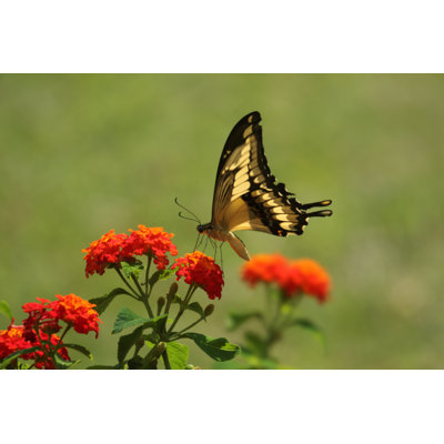 Papillon sur fleur par Steeric
