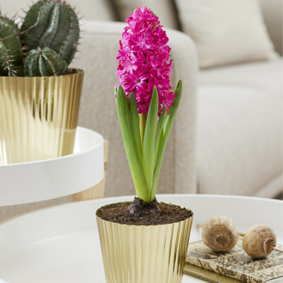 Van Zyverden PreChilled Hyacinth Kit Jan Bos With Iron Brass Textured Finish Bulb Planter
