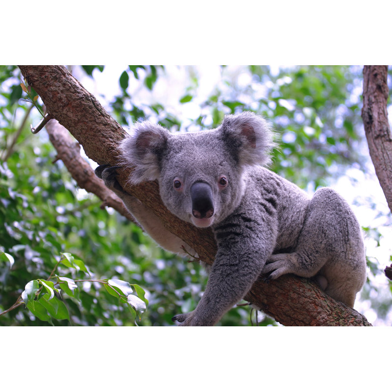 Grey Koala - Wrapped Canvas Print, 30cm H x 46cm W x 3.8cm D