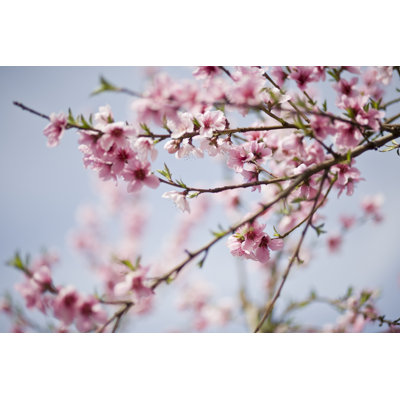 Close Up Of Cherry Blossoms On A Clear Day - Wrapped Canvas Print