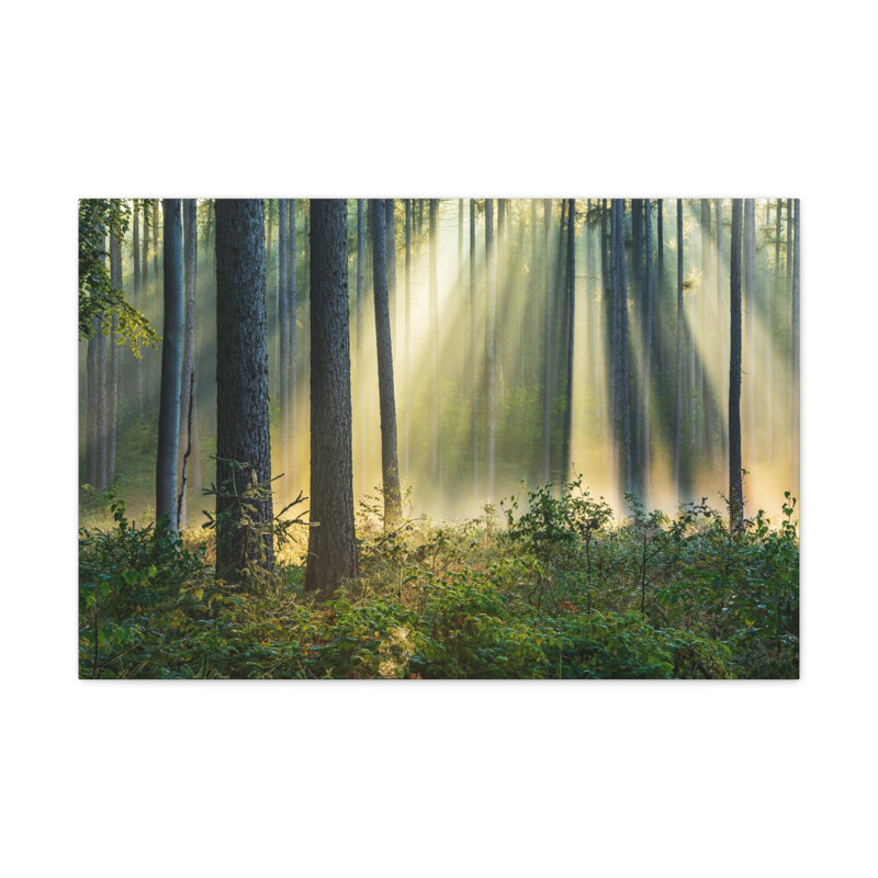 «Sunrise Green Forest Nature Wilderness», photographie sur toile