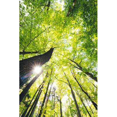 Forêt verte par Borchee