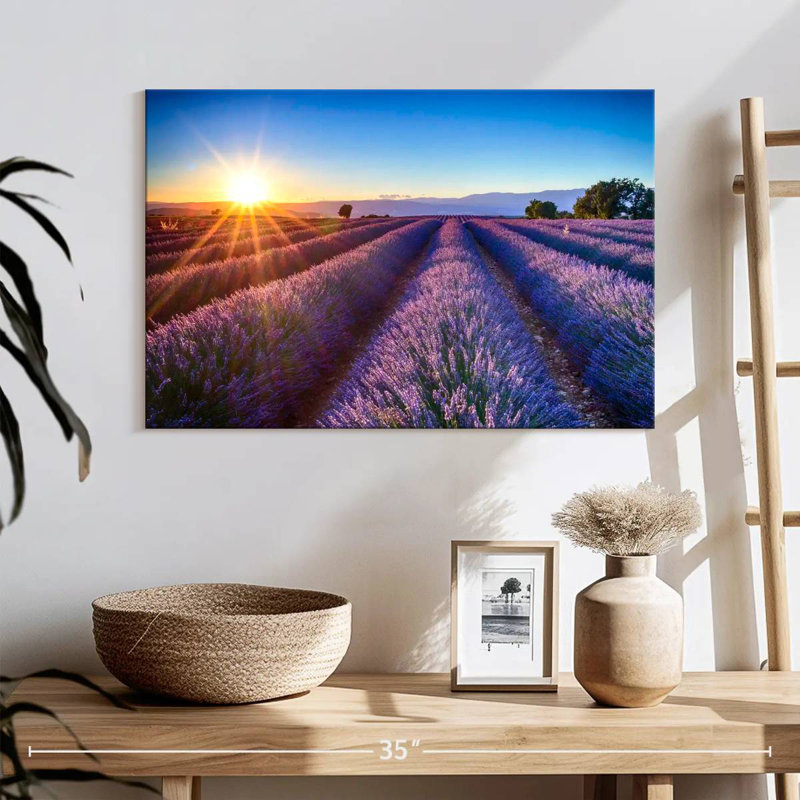 Champ de lavande en fleurs d'Alvord, H 16 po x l 24 po