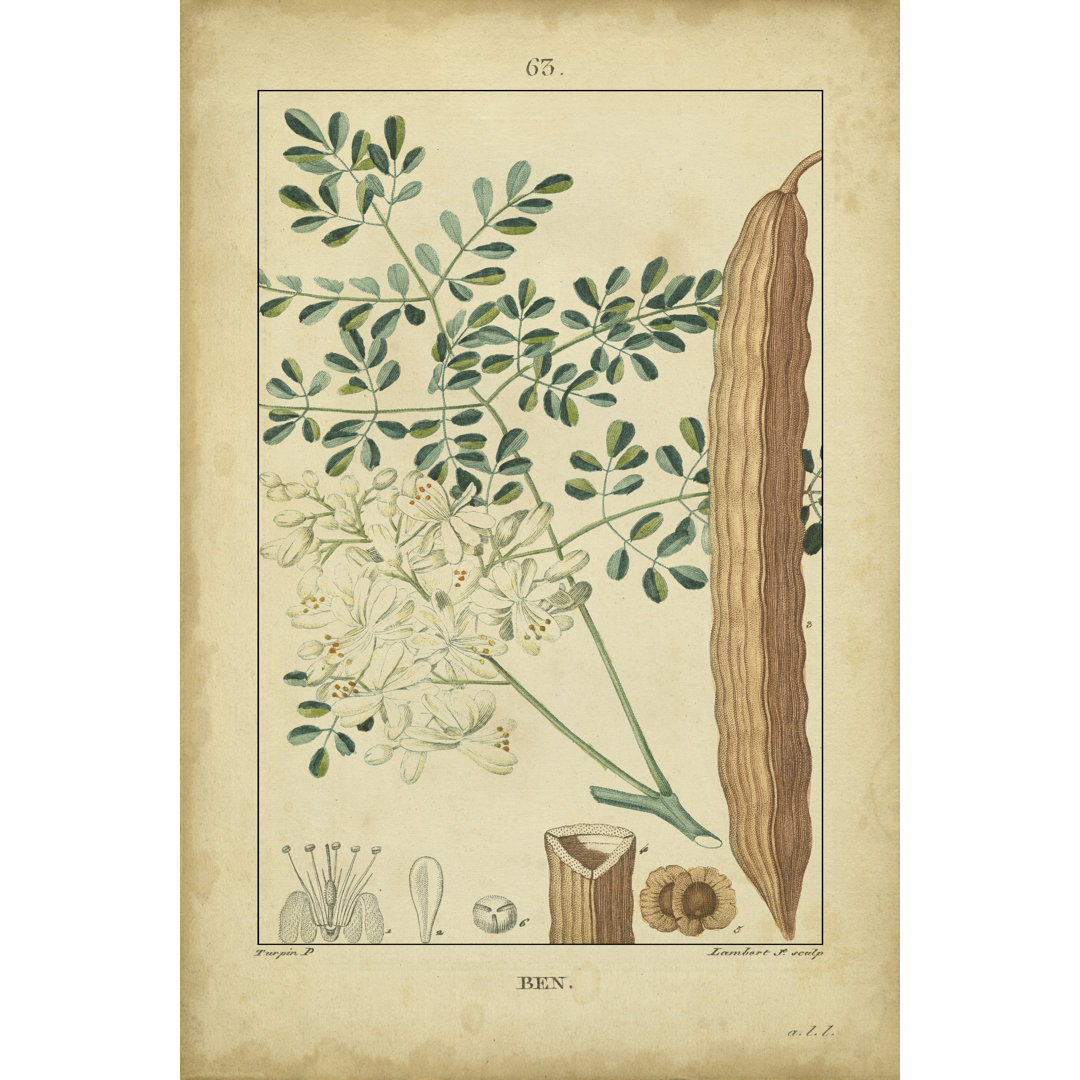 Leinwandbild Vintage Turpin Botanical V von Turpin