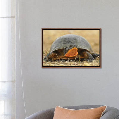 Tortue mouchetée par Brian Wolf - reproduction de photo
