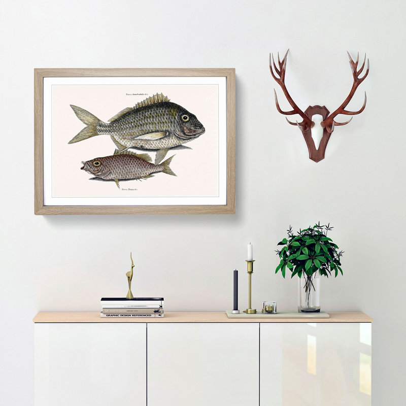 Pork Fish and Schoolmaster Fish by Mark Catesby - Picture Frame Painting Print, 27cm H x 36cm W x 2cm D, Oak Framed