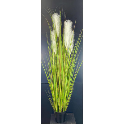 Herbe d'ange 56 po