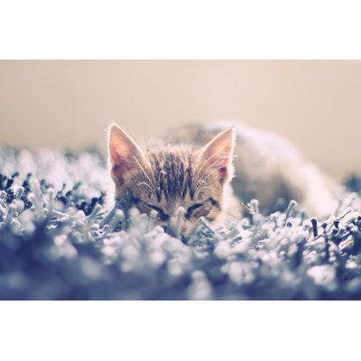 Chaton - photographie sur toile tendue