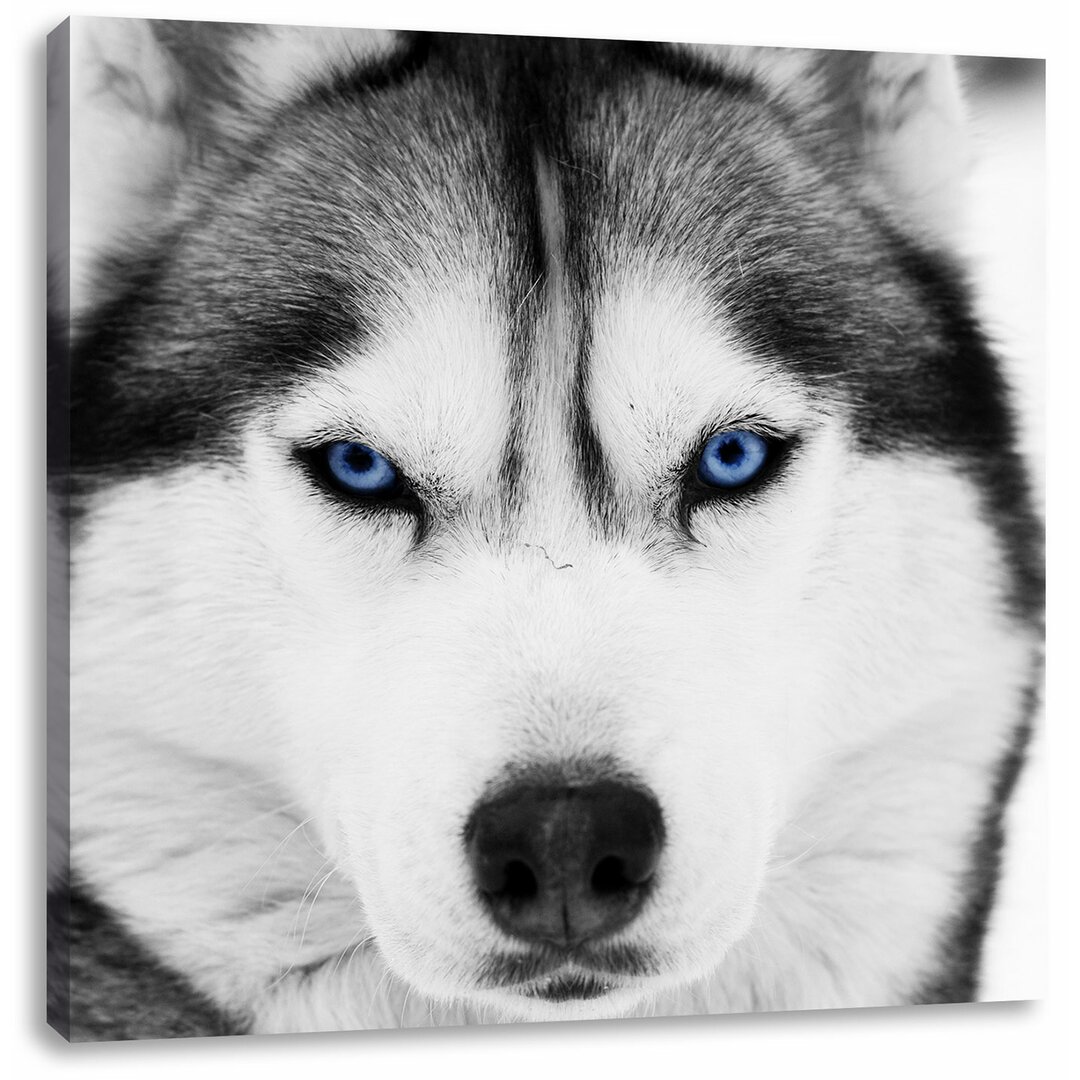 Leinwandbild Husky mit blauen Augen