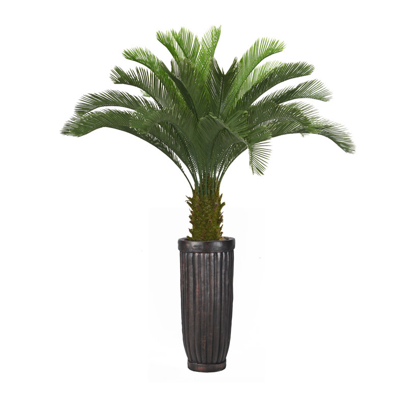 Panama Floor Cycas Palm Tree in Planter
