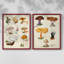 Champignon VI - reproduction encadrée de qualité supérieure - prêt à être accroché - aucun clou requis - aucun clou requis-1077715026-1077715031