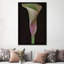 Calla Lily I, reproduction sur toile-32497714-72119271-72119272