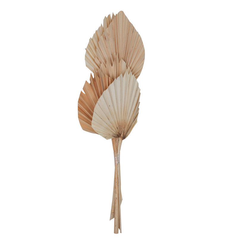Lance de palmier très grand 20 po Natural Botanicals. Comprend 10 pièces par bouquet.