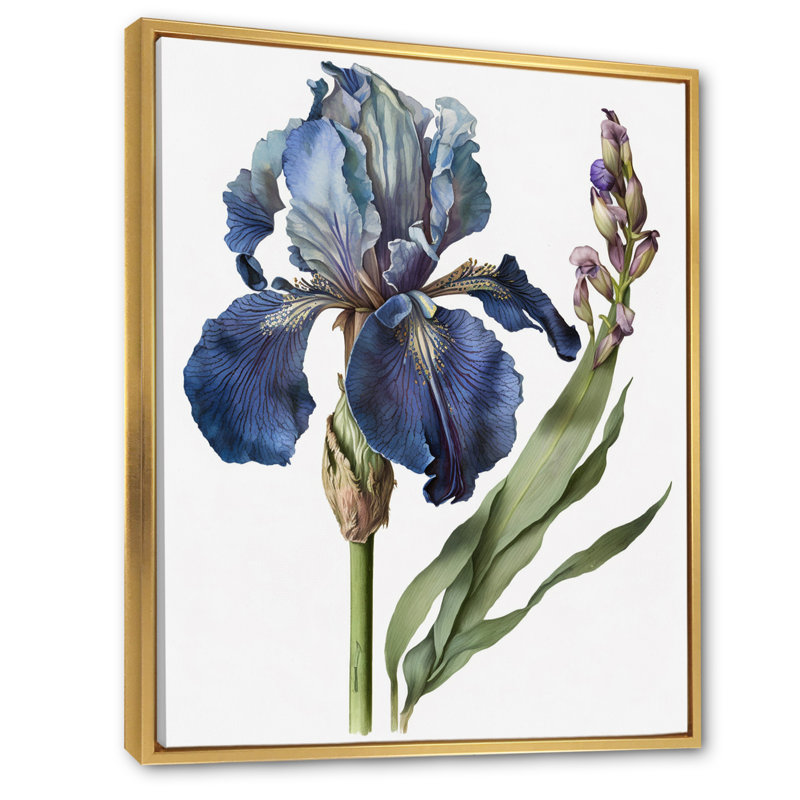 Iris bleu, illustration botanique sur toile, Cadre flottant doré, H 32 po x l 24 po x P 1 po
