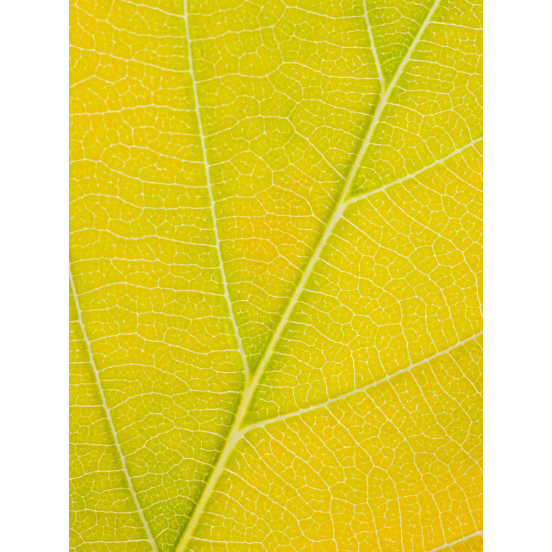 Feuille d'automne par Philippe Moisoux, Toile avec cadre noir, H 33 po x l 25 po, Jaune