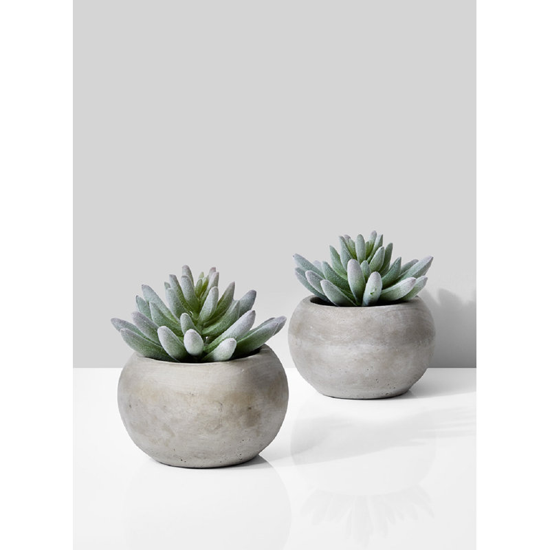 Ensemble de casseroles succulent