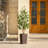 Adcock UV Protected Artificial Ficus Tree with Decorative Base, Faux Ficus Plant with Natural Trunk-1914722520-1914722527