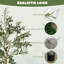 150cm Faux Olive Plant in Pot