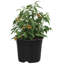 Nursery Pot