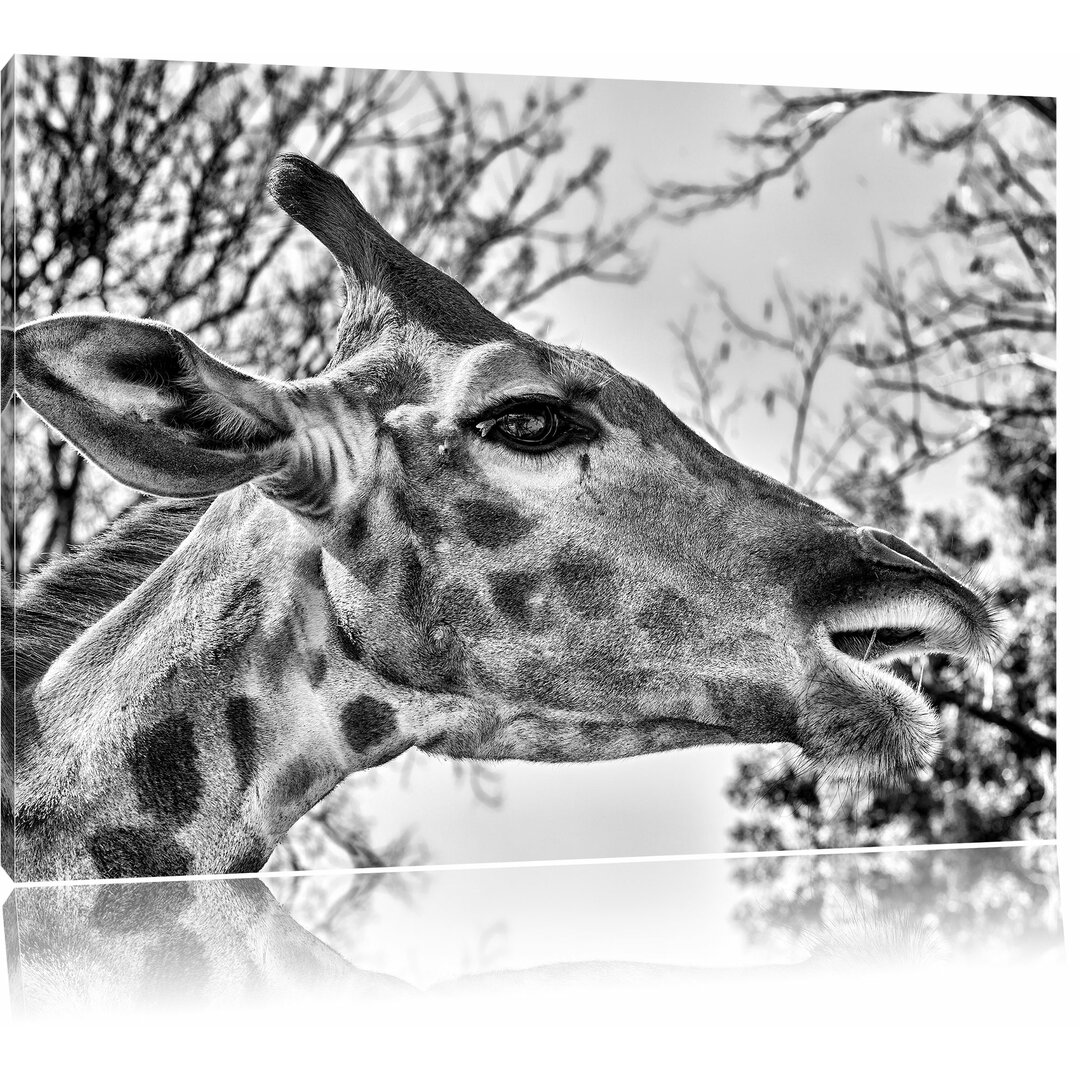 Leinwandbild Anmutige Giraffe isst in Monochrom