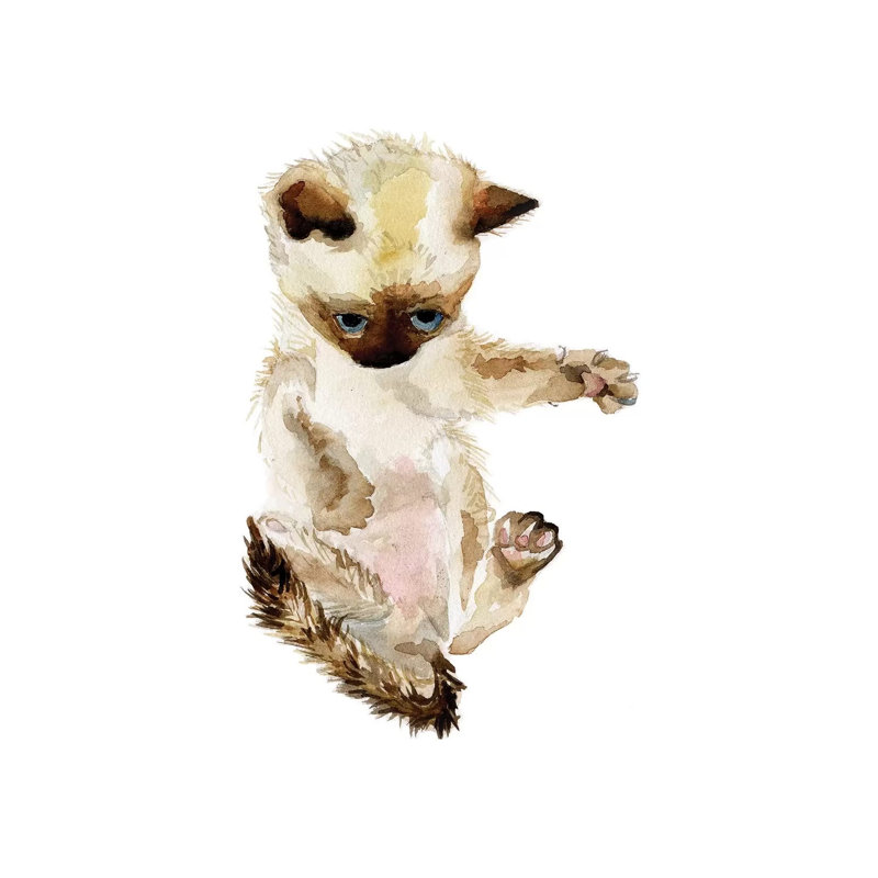 Siamese Kitten by Wandering Laur - Wrapped Canvas Painting, 30.48 cm H x 45.72 cm W