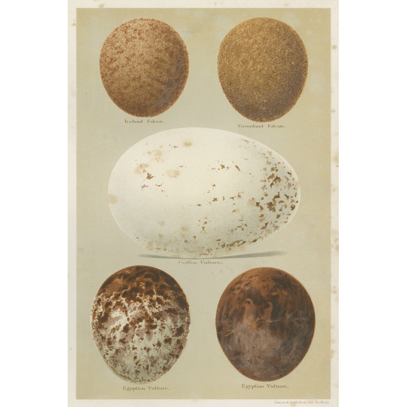 Antique Bird Egg Study III by Henry Seebohm - Painting Print, 30cm H x 20cm W, Wrapped Canvas