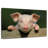 Brampt Piglet On Fence-107860292