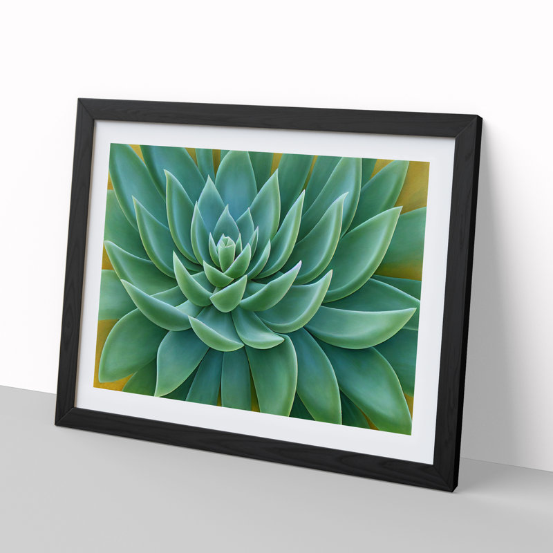 Soulful Succulent Plant - Framed Print, 25cm H x 34cm W x 2cm D, Black