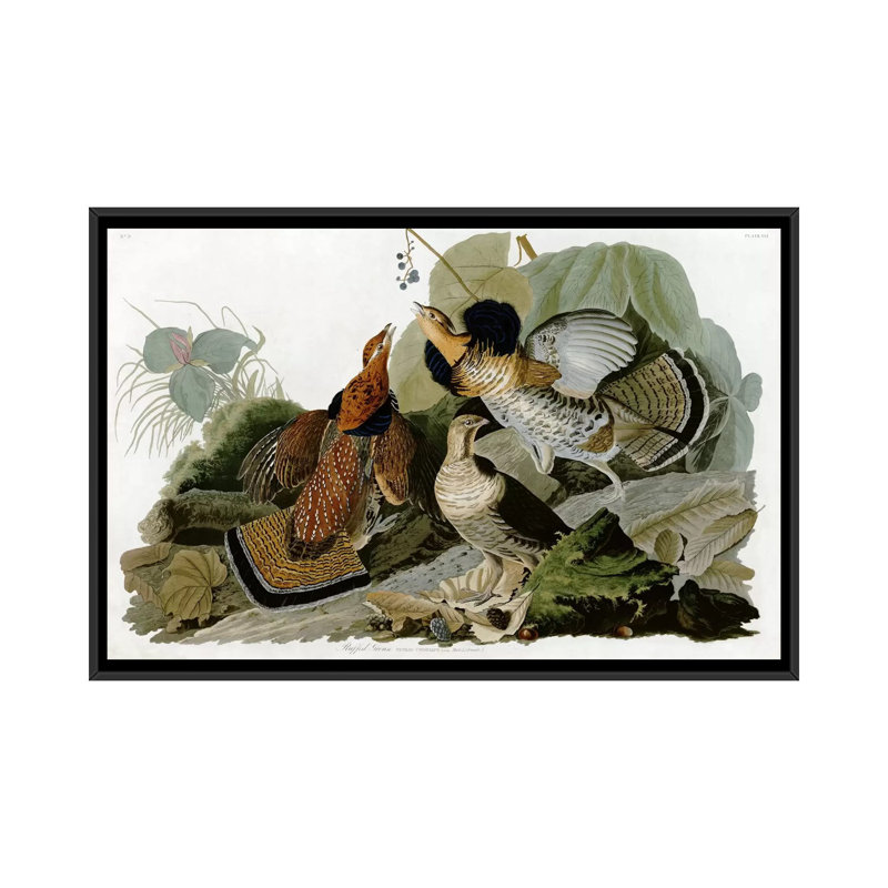 «Ruffed Grouse» par John James Audubon, impression sur toile, H 18 po x l 26 po x P 1,5 po, Toile avec cadre noir