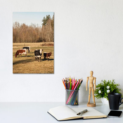 Pinzgauer Beef Cattle Grazing In A Pasture II, Issaquah, Washington, USA by Janet Horton - Wrapped Canvas Print