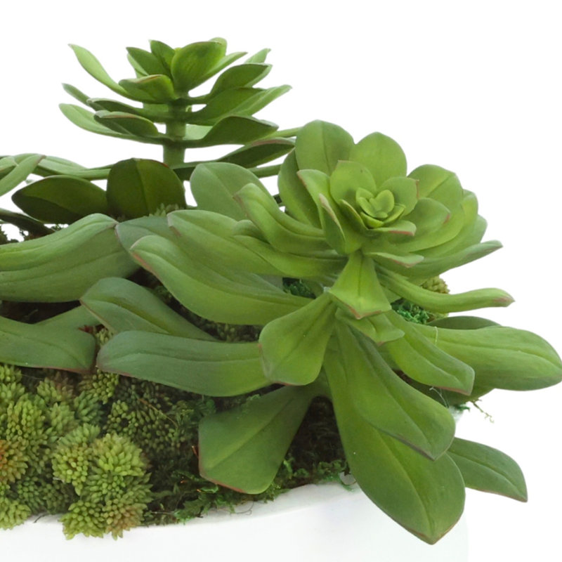 Composition de Sedum et Echeveria dans un pot de fleurs en fibre de pierre