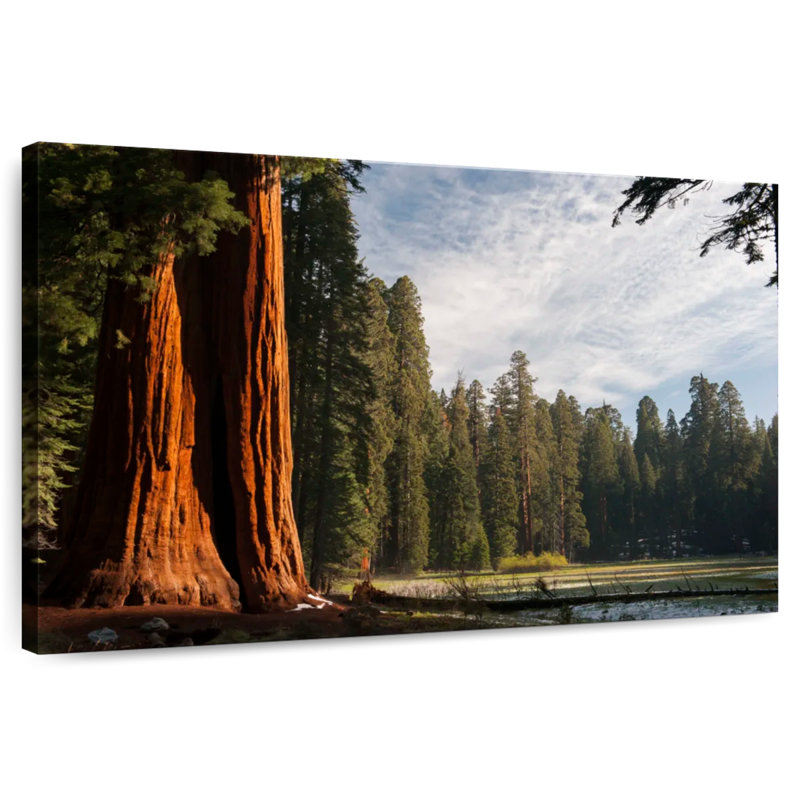 Harnek Kings Canyon Sequoia Trees