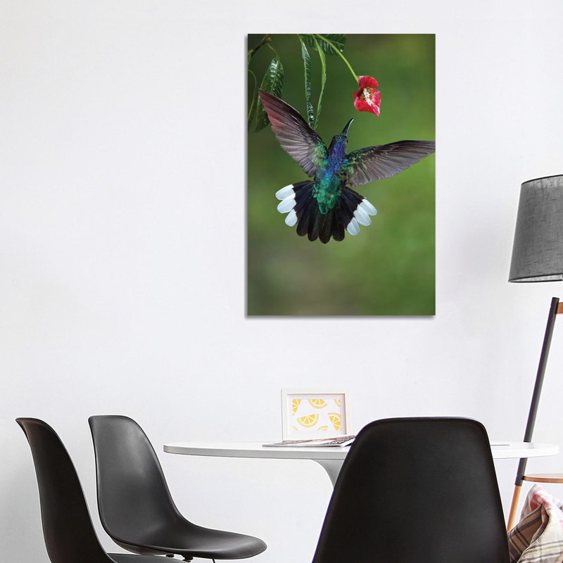 Caribbean, Costa Rica. Violet Sabrewing Hummingbird Feeding by Jaynes Gallery - Wrapped Canvas Print