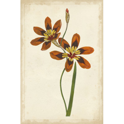 Vibrant Botanicals IV - Wrapped Canvas Art Prints